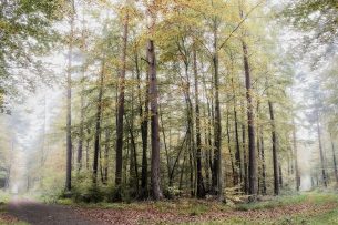 Vereinsleben in Schwanheim in der Pfalz